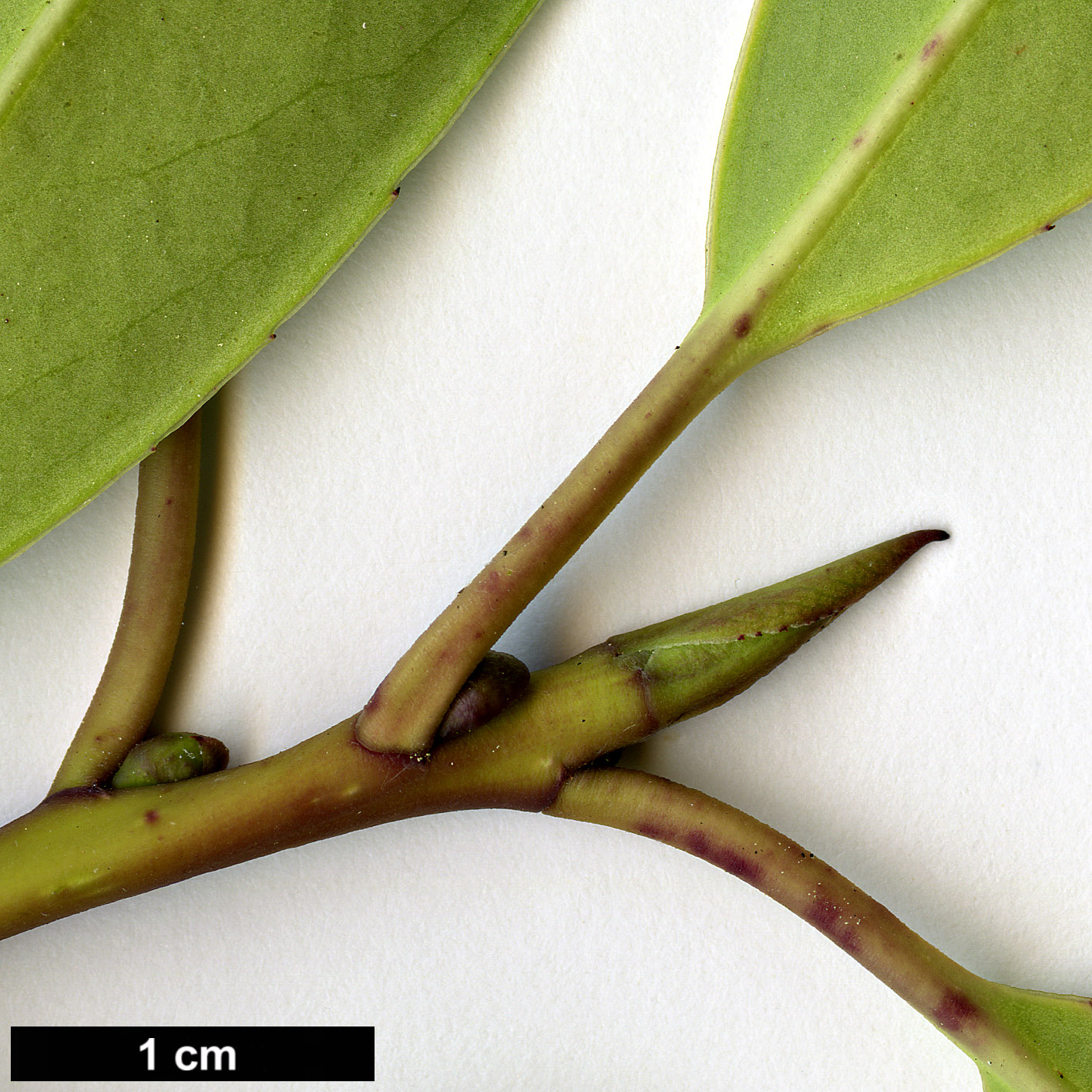 High resolution image: Family: Aquifoliaceae - Genus: Ilex - Taxon: fargesii - SpeciesSub: subsp. fargesii